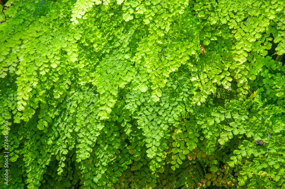 The natural texture of seamless foliage close-up of Fern fresh green leaves with natural light sunset of the sun with dramatic yellow and orange sky The natural texture of seamless foliage close-up of Fern fresh green leaves with natural light sunset of the sun with dramatic yellow and orange sky