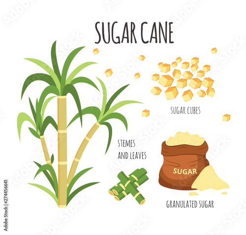 Sugar cane hand drawn vector illustration set with sweet farm plant stalks