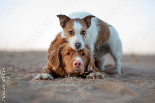 Photography two dogs on the sand sunset