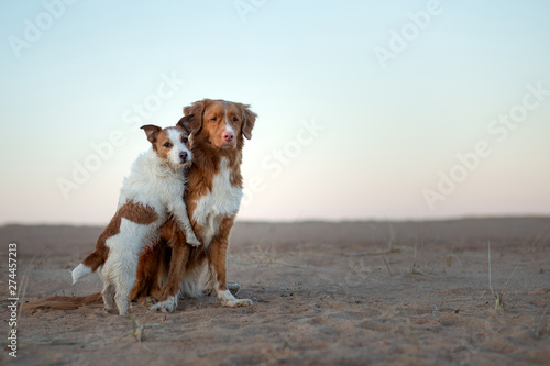 Fototapeta Naklejka Na Ścianę i Meble -  two dogs on the sand sunset. Nova Scotia Duck Tolling Retriever and a Jack Russell terrier on nature. travel with a pet.happy dogs