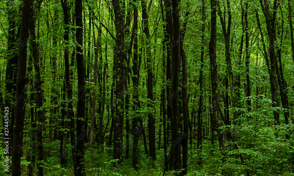 green trees in forest green trees in forest