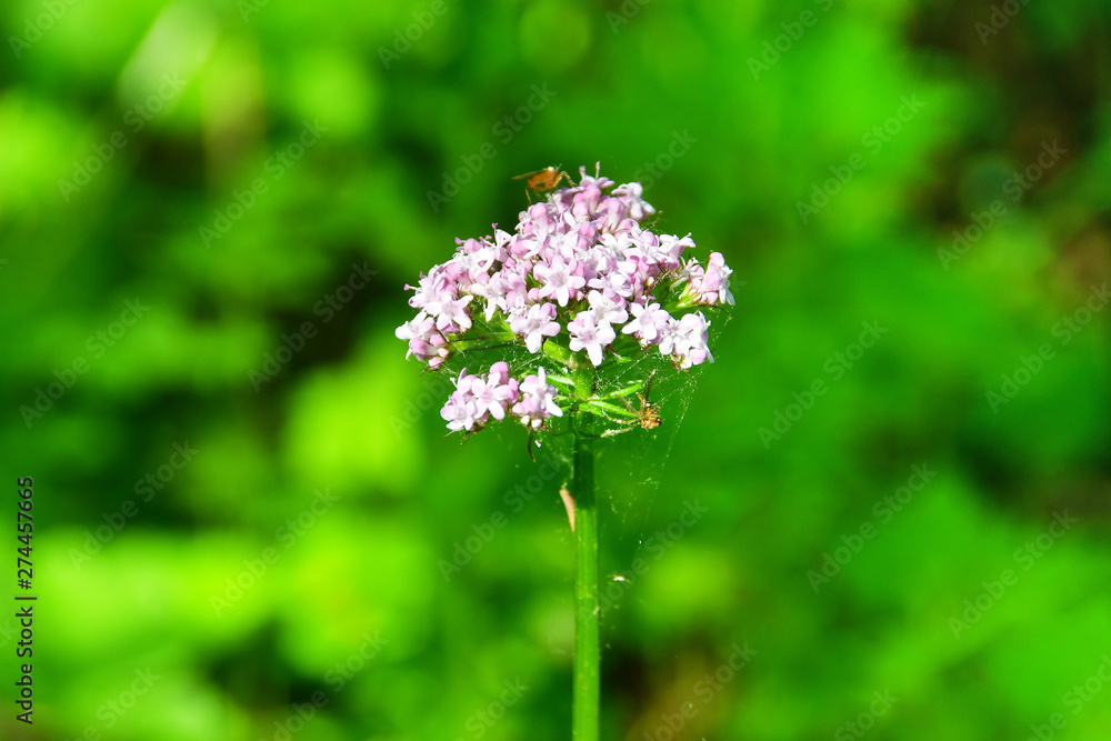 Russia, Vladivostok, flora of the island of Shkot. Valeriana, (Valeriana alternifolia) Russia, Vladivostok, flora of the island of Shkot. Valeriana, (Valeriana alternifolia)