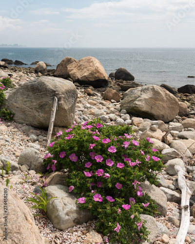 Rocky shore with pink flowers, boulders and driftwood logs in Hammonasset Park Connecticut