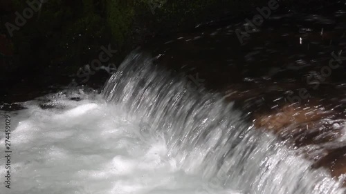 Closeup of Sockeye (Red) Salmon jumping up the waterfall of the fish weir at Bear Creek in Alaska; fish weir helps to manage salmon population in Cook Inlet region photo