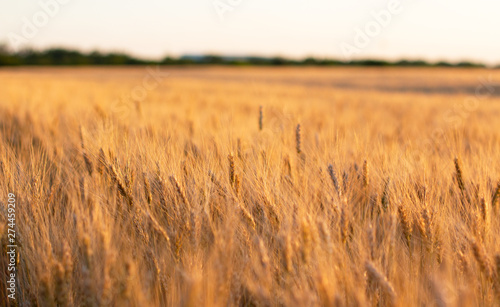 Golden wheat field at sunset with sun reflections in the spikelets of wheat. Beautiful harvest summer wheat. Future perfect healthy bread