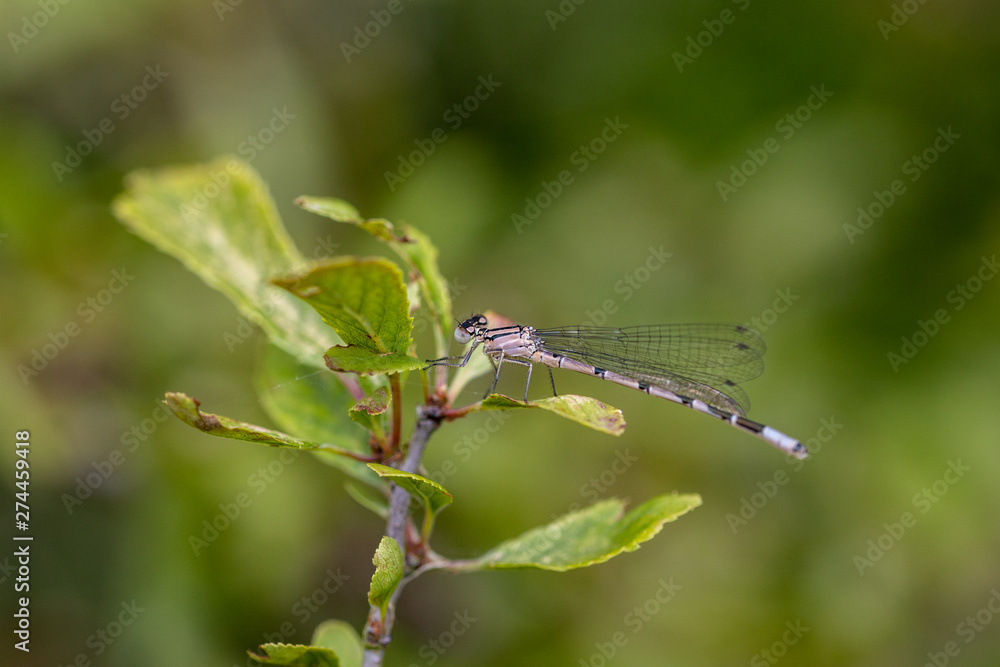 dragonfly on a leaf close up dragonfly on a leaf close up