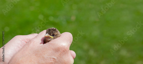 Spatz in der Hand