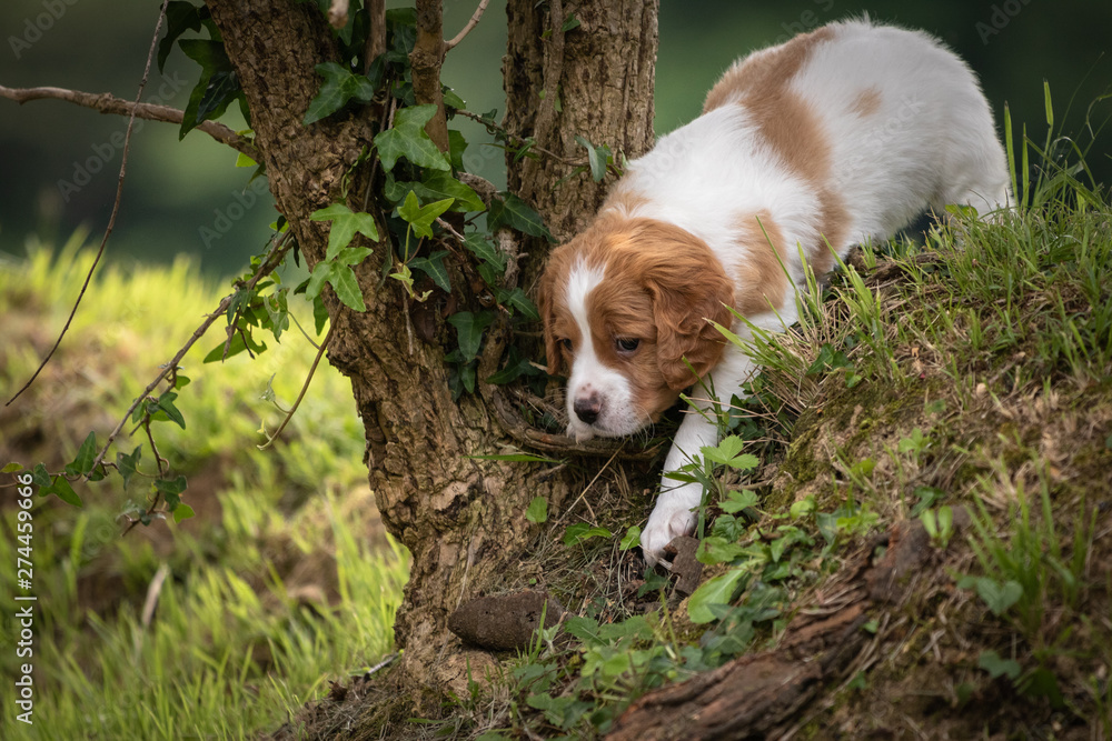 beautiful baby brittany spaniel portrait beside the tree trunk in green meadow outdoors exploring