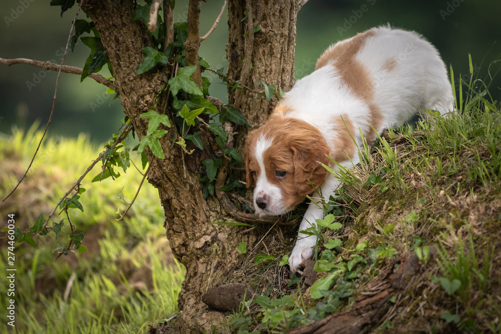 beautiful baby brittany spaniel portrait beside the tree trunk in green meadow outdoors exploring