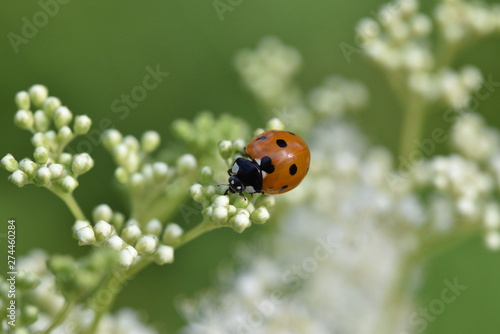 A small red ladybug with black spots on the back on the spring buds of a white flower