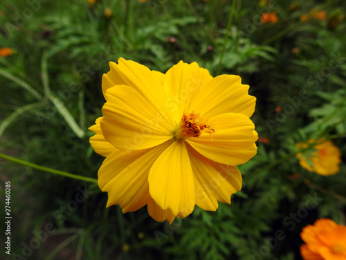 yellow summer flower