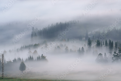 Foggy landscape with fir forest in hills. © Modella