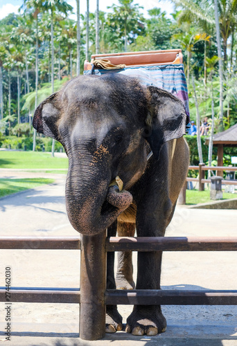 Elephant in safari park. Elephant Park in the jungle on the island of Bali