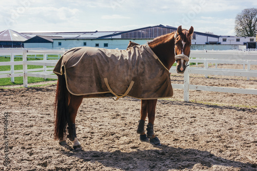 Horse with a blanket photo