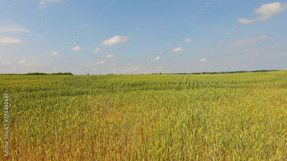 White church belfry in the horizon behind the fields of cereals. Slow motion. White church belfry in the horizon behind the fields of cereals. Slow motion.