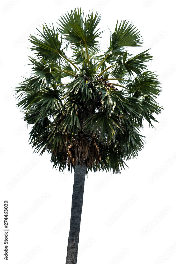 Washington Palm Tree isolated on white background with a high