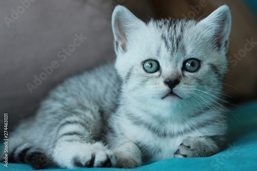 Scottish kittens one month.