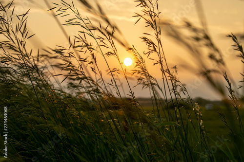 Łąka wieczorem z bliska photo