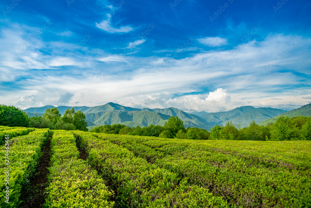 Tea plantation in the mountains of Sochi - obrazy, fototapety, plakaty 