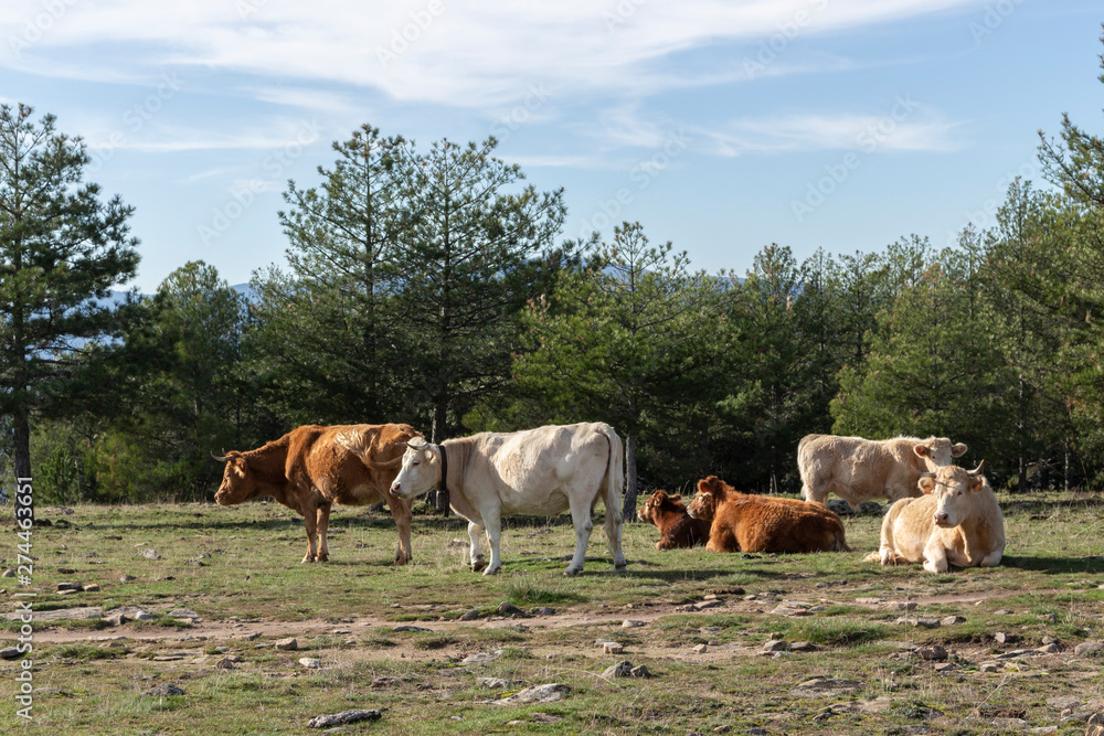 Cows resting in a meadow surrounded by pine trees