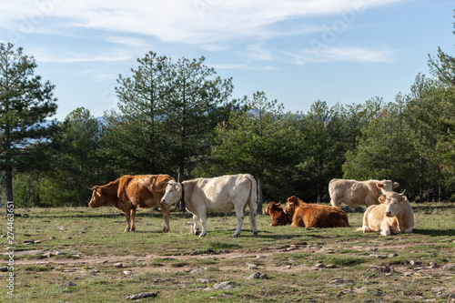 Cows resting in a meadow surrounded by pine trees