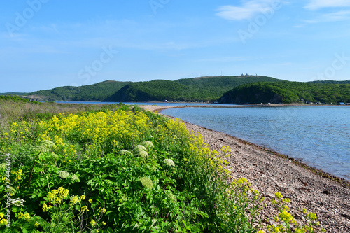 Russia, Vladivostok, yellow flowers of Barbarea in one of the bays on the island of Shkot in June. Bay New Dzhigit photo