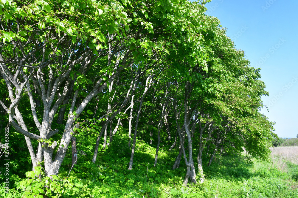 Fototapeta premium Russia, Vladivostok. Deciduous forest on the island of Shkot in june