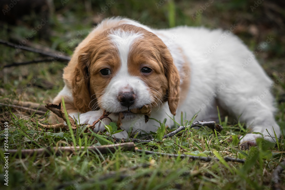 cute baby brittany spaniel dog with branch and leaves in his mouth, chewing