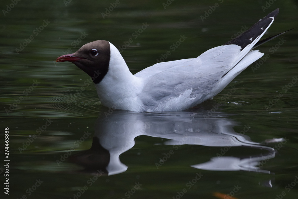 Black headed gull reflection