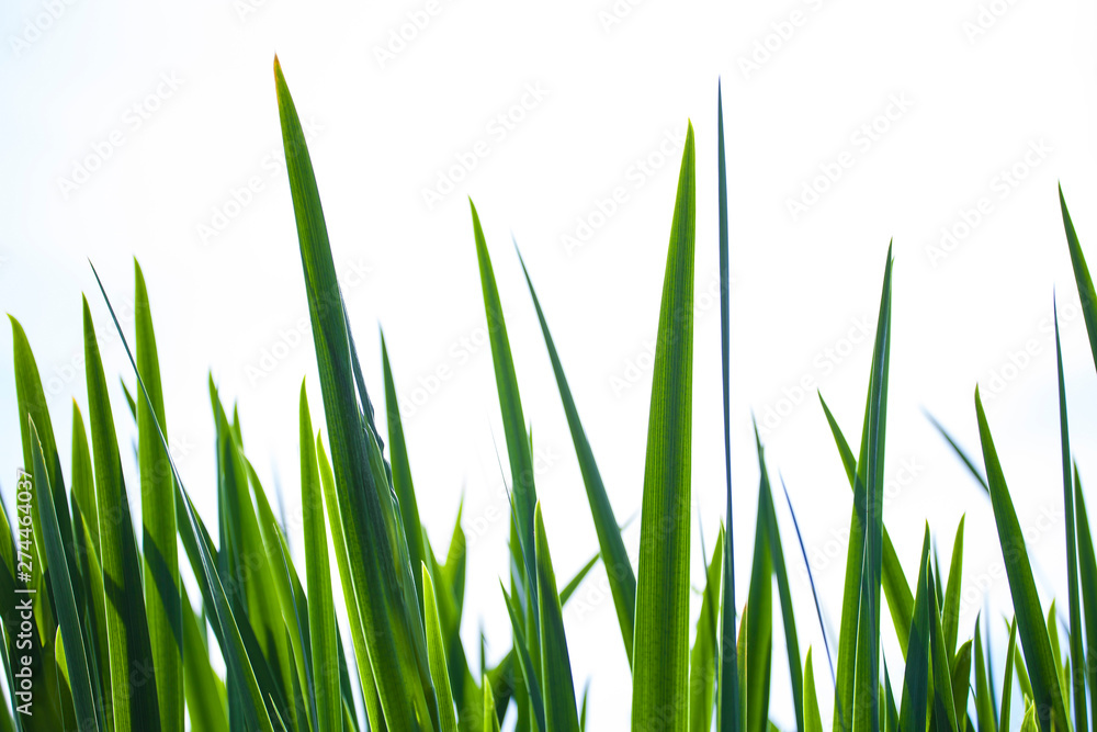 Green grass isolated on the white background