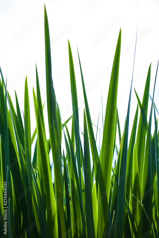 Green grass isolated on the white background Green grass isolated on the white background
