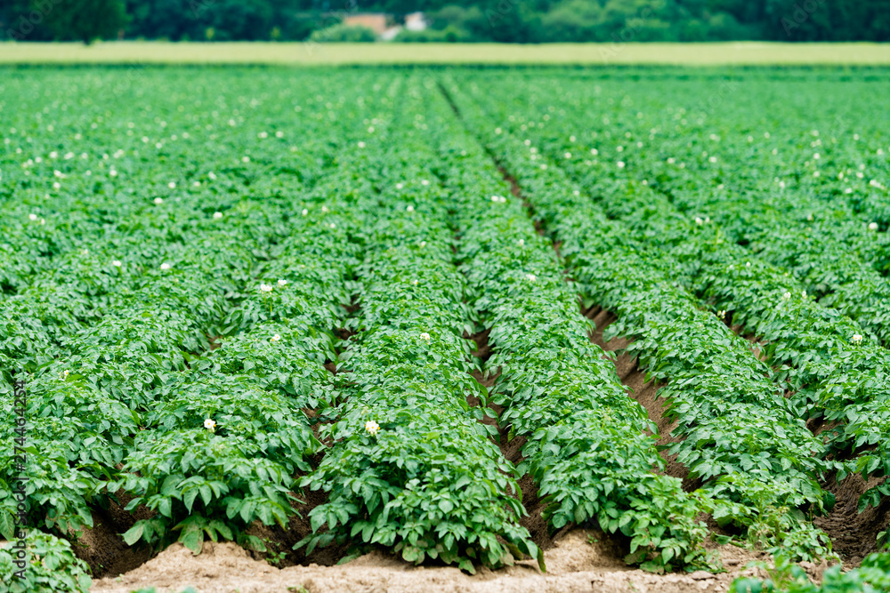 Potato field with green shoots of potatoes Potato field with green shoots of potatoes