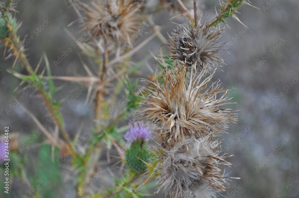 Obraz premium gray-green spines sunny summer day