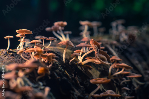 Small mushrooms that are born on decayed timber in the forest