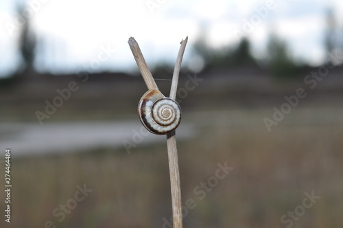striped snail on the way to the light © Rogozhan