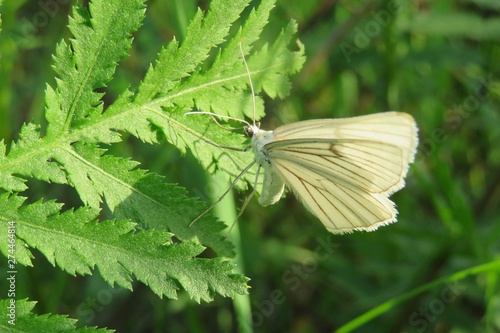 White siona butterfly on green plant in the garden, closeup photo