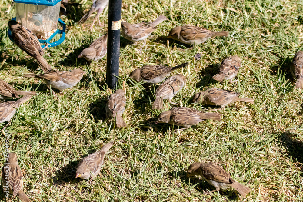 Obraz premium sparrows