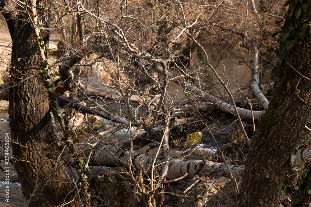 The tumbled-down trees at the mountain river The tumbled-down trees at the mountain river