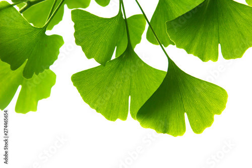 Ginkgo biloba green leaves on a tree. Ginkgo Biloba Tree Leaves on light sky. photo