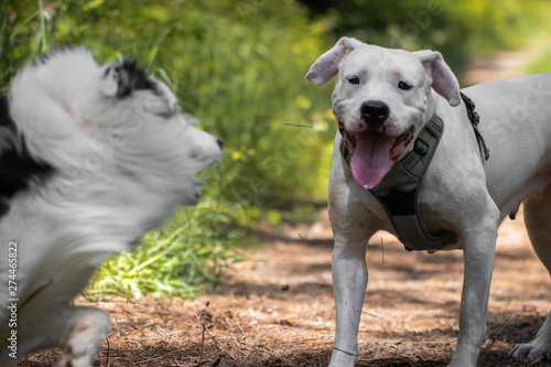 Fényképezés great encounter with australian shepherd and happy american bulldog in forest