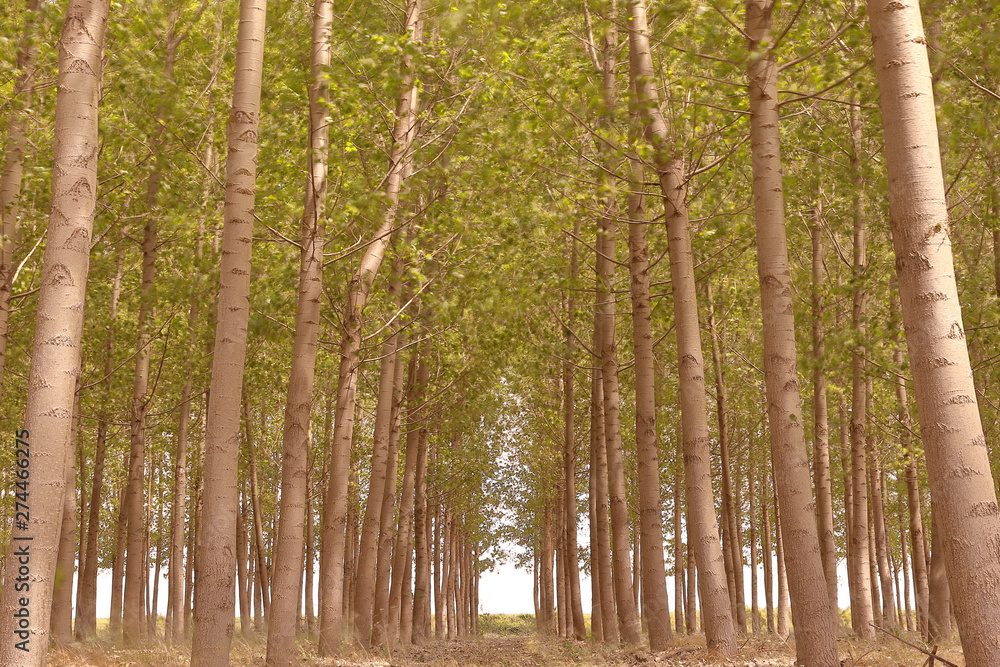 Fototapeta premium FOREST OF POPLARS WITH ITS LEAVES MOVED BY THE WIND