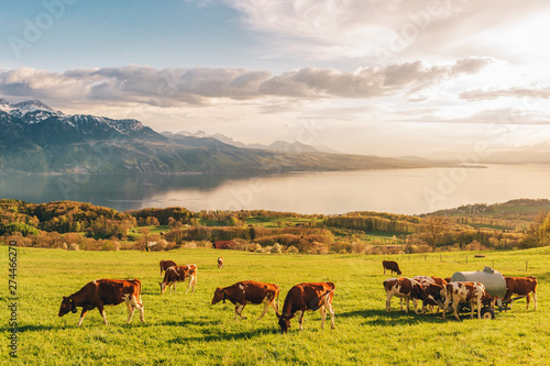 Many young cows graze on alpine pasture with amazing view of swiss lake Geneva on background © annanahabed