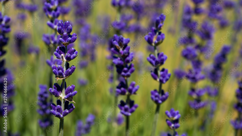 Flowers in the lavender fields in summer day Flowers in the lavender fields in summer day