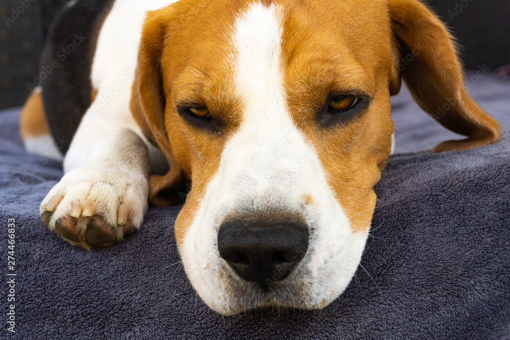 Sad beagle dog lying on a couch outdoors.