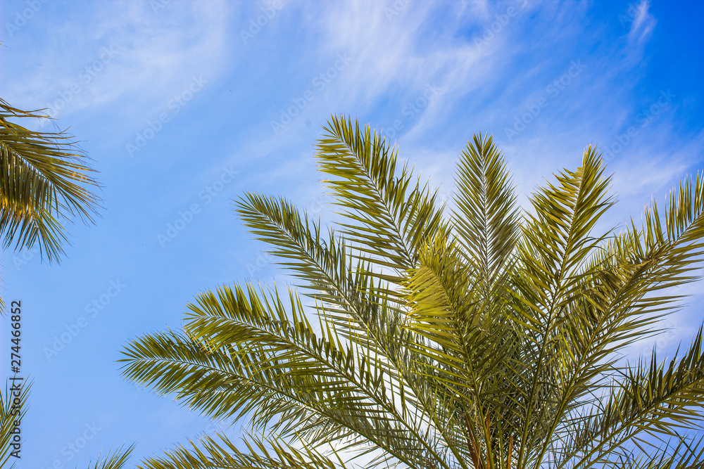 tropic nature scenery landscape of palm tree branches on blue sky white clouds background photography foreshortening from below tropic nature scenery landscape of palm tree branches on blue sky white clouds background photography foreshortening from below