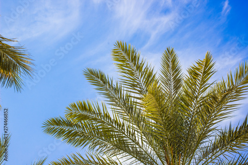 tropic nature scenery landscape of palm tree branches on blue sky white clouds background photography foreshortening from below 