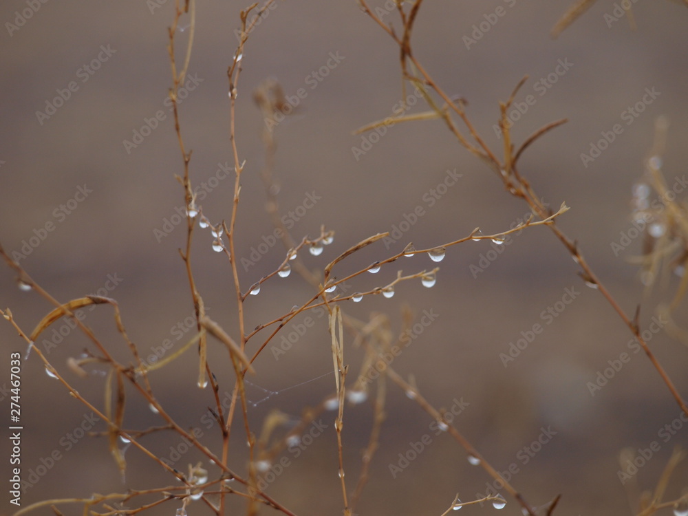 gotas de rocio gotas de rocio