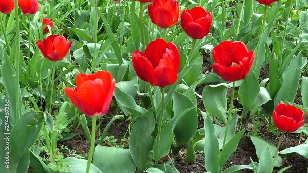 Tulips in the spring. Shooting in the spring. Tulips in the spring. Shooting in the spring.