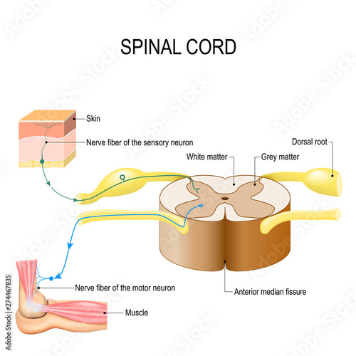 Spinal cord. Reflex arc (neural pathway) photo
