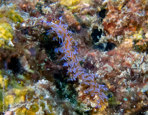 A Blue Dragon nudibranch (Pteraeolidia ianthina)